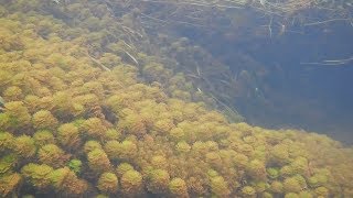 Аквариумные растения в природе, Аквариумные рыбки в природе