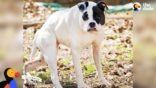 Pit Bull Dog with Short Spine Is Queen Of Her House - CUDA | The Dodo | The Dodo Pittie Nation