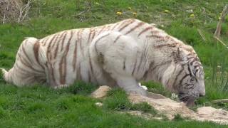 La tigre bianca