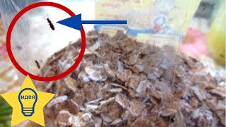 ✅ ЖУЧКИ В КРУПЕ?! Как избавиться от жучков в крупе / Полезные советы
