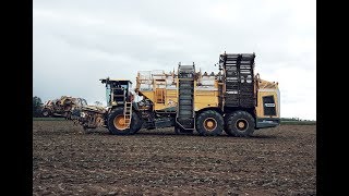 BEETROOT HARVEST