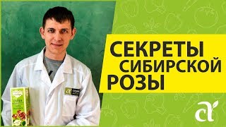 СЕКРЕТЫ СИБИРСКОЙ РОЗЫ | СЕМЕНА АЛТАЯ
