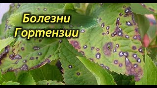 Чем болеет  Гортензия? Болезни и методы лечения Гортензии.