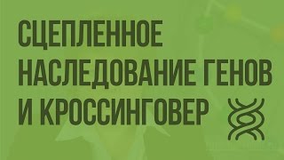 Сцепленное наследование генов и кроссинговер