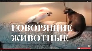 Говорящие животные  2015.Эксклюзив.