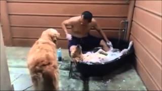 Собака в Сауне