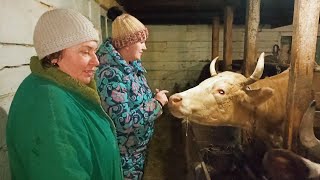 В ГОСТЯХ У КРУТОЙ ФЕРМЕРШИ! ОБЗОР БОЛЬШОГО ХОЗЯЙСТВА//БИЗНЕС НА КОРОВАХ// УЛЬТРАВЕТ