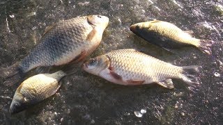 Поиск и ловля карася зимой с помощью подводной камеры
