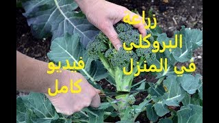زراعة البروكلي brocoli في المنزل من البذرة حتى الحصاد ( فيديو كامل)
