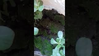 Детское развивающее видео про Жаб