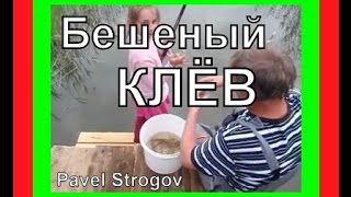 БЕШЕНЫЙ КЛЁВ на Селигере!!!
