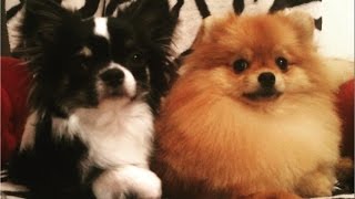 Minu loomaaed + kutsika sünd | vlog