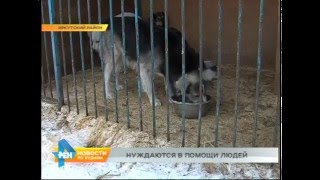 Предновогодняя акция в помощь бездомным животным проходит в Иркутске