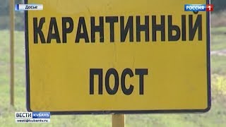 Африканская чума свиней добралась до Краснодарского края