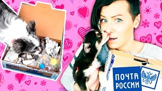 ЩЕНОК СЪЕЛ ПОСЫЛКУ? Распаковка посылок от подписчиков и вредная собака Magic Family