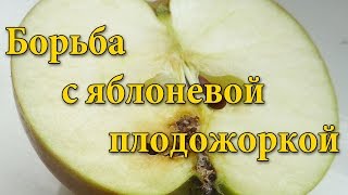 Яблоневая плодожорка. Меры борьбы с яблоневой плодожоркой.