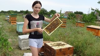 Летнее развитие малоформатного улья