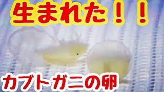 カブトガニが孵化する瞬間の撮影に成功しました！