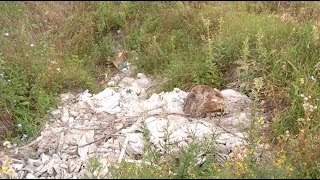 "Незаконная утилизация опасных отходов в Бийске" (Будни, 21.08.17г., Бийское телевидение)