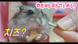 [REAL TOY]리얼토이 둘중 뭐가 더 맛있을까? ==햄스터초근접촬영== hamster ultra-close shot