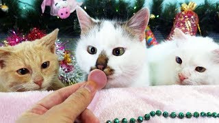 СМЕШНЫЕ КОТЫ и Новая ПОЛОСА ПРЕПЯТСТВИЙ Лиза и её КОТЫ LizaTube