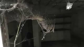 Sulle Tracce di Indiana Jones tra Vecchi Filatoi e Case Abbandonate (Malnate VA)