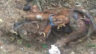 Monkey Tortured and Killed by Medical College Students in Tamil Nadu's Vellore