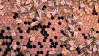 The Wesleyan Beekeepers
