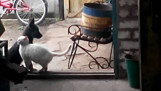 Любовь кошки и собаки