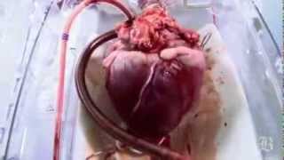Allah Ki Qudrat SubhanAllah Don't Miss This Video