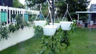 Topsy Turvy, Garden Containers, Upside Down Pots, Growing Tomatoes, Peppers & Herbs Update 7