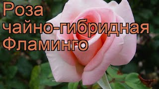Роза чайно-гибридная Фламинго (rose flamingo flamingo) ? обзор: как сажать, саженцы розы Фламинго