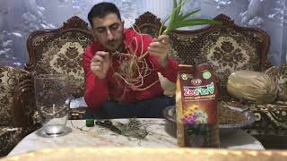 Реанимация Орхидеи Ванда в грунте для орхидей Zeoflora!