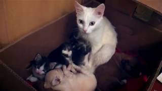 У кошки родились щенки и котята. The cat was born pupets and kittens.