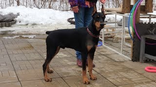 Догтренинг 219. Сложный доберман - возбудимость, агрессия, неподчинение.