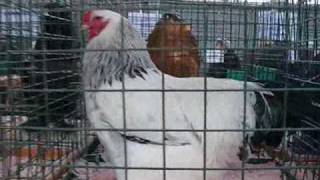 Выставка породной птицы в г. Тула Часть6