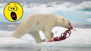 Видео как МЕДВЕДЬ напал на МЕДВЕЖОНКА январь 2019 Охота на медведя другим медведем