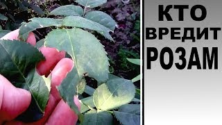 Вредители роз .  Кто обгрызает листья на розах
