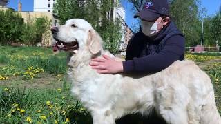 Dogs learn from each other. Ms Alya Golden Retriever learns Jumping from Ms. Niki.
