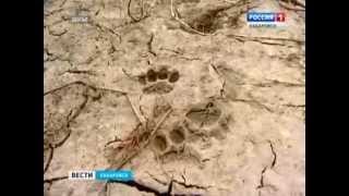 Вести-Хабаровск. Полосатый нарушитель границы