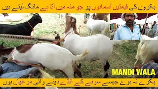 5 | Bakra mandi 2018/2019 | Karachi Sohrab Goth | High or Low Prices