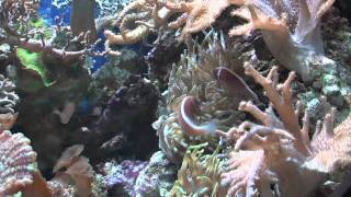 Elevage de poisson marin...comment? pourquoi?