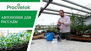 Парник с автополивом для выращивания рассады. Фитильный полив.