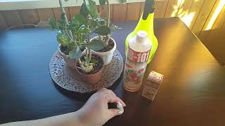 Чудеса оживления комнатных растений, препаратом нв-101!!!// Секреты хороших урожаев
