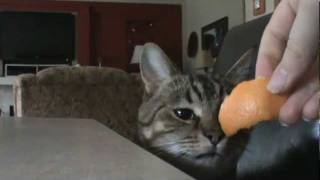 My cat Oliver hates orange peel