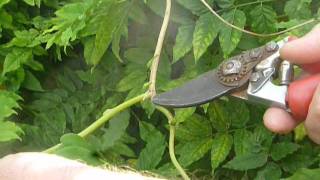 How to prune a wisteria - summer pruning