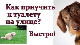 Как приучить щенка ходить на улицу быстро! Щенок дрессировка