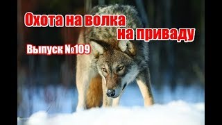 Охота на волка на приваду | Выпуск №109 (UKR)
