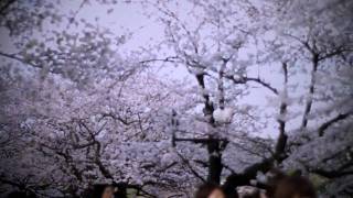 SAKURA : UENO  _The Cherry Blossoms in Ueno Park, Tokyo_