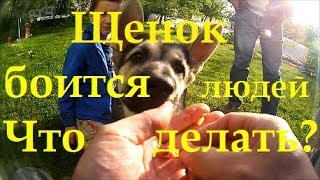 Как помочь щенку овчарки преодолеть страх перед незнакомым человеком.